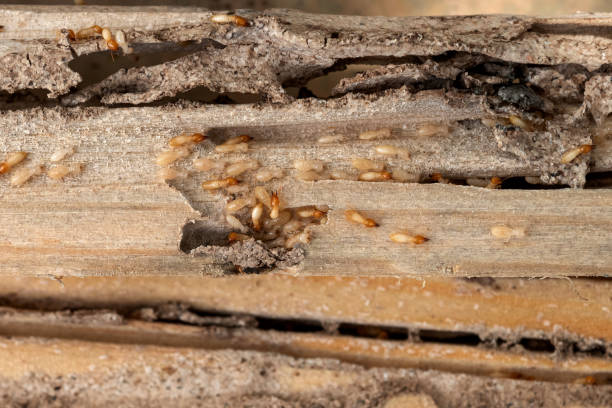 Best Affordable Pest Control Services  in Arcadia, WI